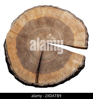 Querschnitt von Stieleiche / Englische Eiche (Quercus robur) mit Muster von Jahresringen / Baumringen / Wachstumsringen Stockfoto