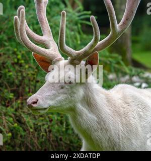 Leuzistischer Rothirsch (Cervus elaphus), weißer Morph am Waldrand mit Geweih bedeckt mit Samt im späten Frühjahr Stockfoto