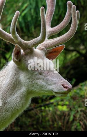 Leuzistischer Rothirsch (Cervus elaphus), weißer Morph am Waldrand mit Geweih bedeckt mit Samt im späten Frühjahr Stockfoto