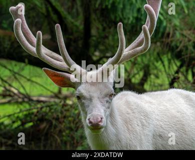 Leuzistischer Rothirsch (Cervus elaphus), weißer Morph am Waldrand mit Geweih bedeckt mit Samt im späten Frühjahr Stockfoto