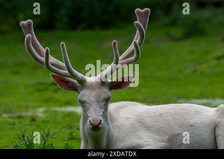 Leuzistischer Rothirsch (Cervus elaphus), weißer Morph am Waldrand mit Geweih bedeckt mit Samt im späten Frühjahr Stockfoto