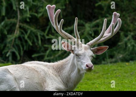 Leuzistischer Rothirsch (Cervus elaphus), weißer Morph am Waldrand mit Geweih bedeckt mit Samt im späten Frühjahr Stockfoto