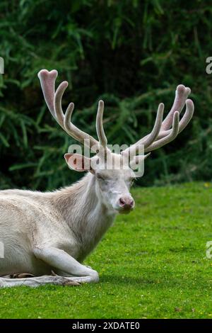 Leuzistischer Rothirsch (Cervus elaphus), weißer Morph am Waldrand mit Geweih bedeckt mit Samt im späten Frühjahr Stockfoto