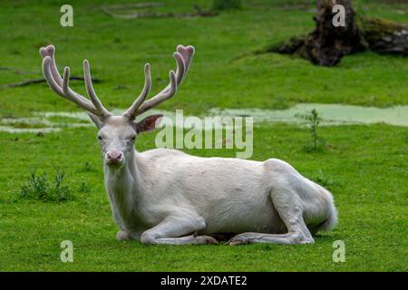 Leuzistischer Rothirsch (Cervus elaphus), weißer Morph am Waldrand mit Geweih bedeckt mit Samt im späten Frühjahr Stockfoto