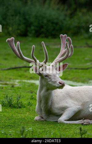 Leuzistischer Rothirsch (Cervus elaphus), weißer Morph am Waldrand mit Geweih bedeckt mit Samt im späten Frühjahr Stockfoto