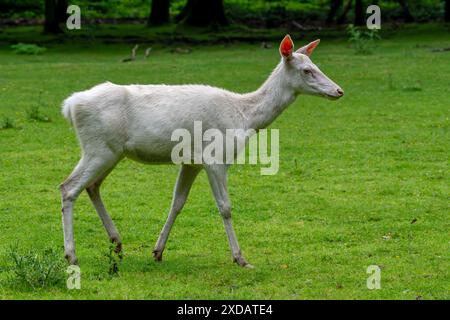 Leuzistisches Rotwild (Cervus elaphus) Hind / Weibchen, weiße Morph am Waldrand im Frühjahr Stockfoto