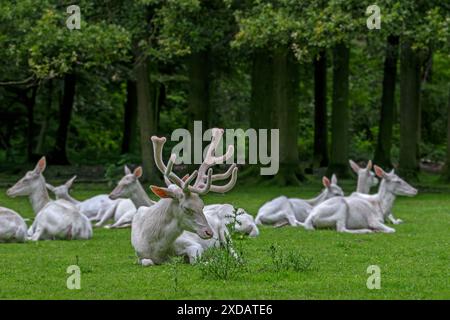 Leuzistisches Rotwild (Cervus elaphus), weißer Morphhirsch mit Hintern am Waldrand mit Geweihen, die im späten Frühjahr mit Samt bedeckt sind Stockfoto