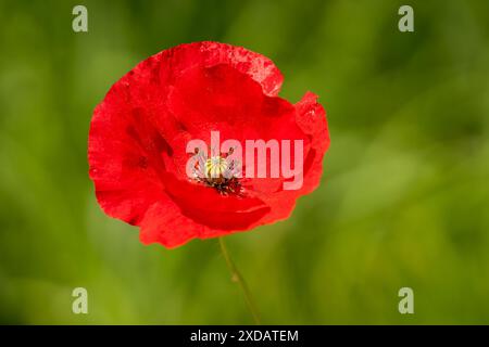 Mohnhintergrund. Langköpfiger Mohn oder Blindeyes (Papaver dubium), rote, zarte Blüten. Blumenhintergrund. Stockfoto