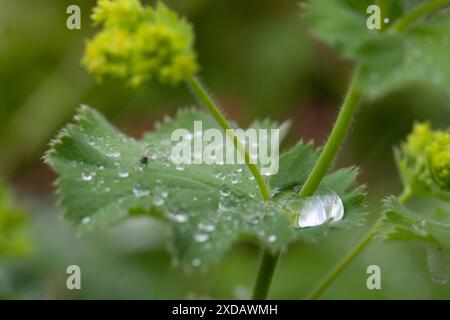 Alchemilla mollis. Damenmantel im Juni. Krautige Staude, die einen Klumpen von weich behaarten, hellgrünen Blättern mit gewellten und gezahnten Kanten bildet. Stockfoto