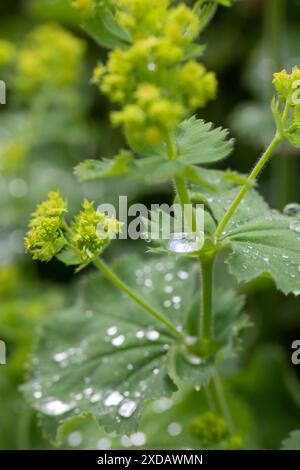 Alchemilla mollis. Damenmantel im Juni. Krautige Staude, die einen Klumpen von weich behaarten, hellgrünen Blättern mit gewellten und gezahnten Kanten bildet. Stockfoto