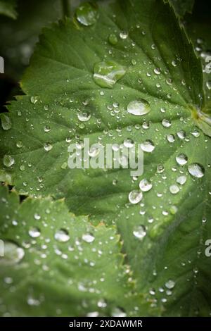 Alchemilla mollis. Damenmantel im Juni. Krautige Staude, die einen Klumpen von weich behaarten, hellgrünen Blättern mit gewellten und gezahnten Kanten bildet. Stockfoto