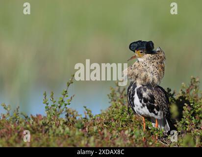 Ruff-Vogel in ekking-Gefieder Stockfoto