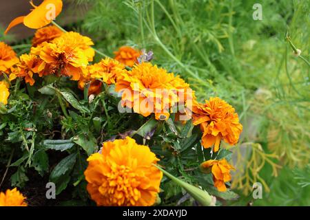 Nahaufnahme von leuchtenden orangefarbenen Ringelblumen in einem üppig grünen Garten. Stockfoto