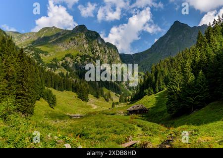 Bergtal mit üppigem grünem Gras und hohen Kiefern Stockfoto