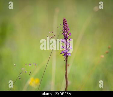 Blumen von Gymnadenia conopsea, duftende Orchideen im Sommer auf einer Wiese. Duftende Orchidee, Kreideduftende Orchidee (Gymnadenia conopsea) in Blüte Stockfoto