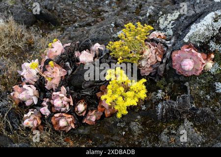 BEA dorada (Greenovia aurea oder Aeonium aureum) ist eine ausdauernde Pflanze, die auf den Kanarischen Inseln mit Ausnahme von Lanzarote und Fuerteventura endemisch ist. Dieses Foto wurde aufgenommen Stockfoto