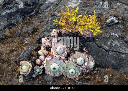 BEA dorada (Greenovia aurea oder Aeonium aureum) ist eine ausdauernde Pflanze, die auf den Kanarischen Inseln mit Ausnahme von Lanzarote und Fuerteventura endemisch ist. Dieses Foto wurde aufgenommen Stockfoto