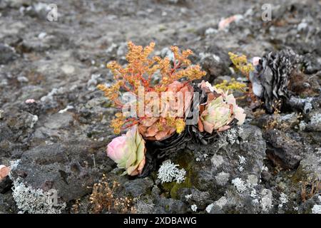 BEA dorada (Greenovia aurea oder Aeonium aureum) ist eine ausdauernde Pflanze, die auf den Kanarischen Inseln mit Ausnahme von Lanzarote und Fuerteventura endemisch ist. Dieses Foto wurde aufgenommen Stockfoto