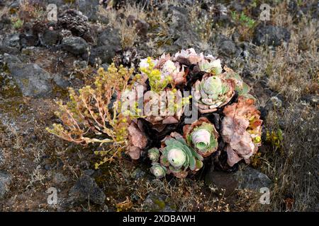 BEA dorada (Greenovia aurea oder Aeonium aureum) ist eine ausdauernde Pflanze, die auf den Kanarischen Inseln mit Ausnahme von Lanzarote und Fuerteventura endemisch ist. Dieses Foto wurde aufgenommen Stockfoto