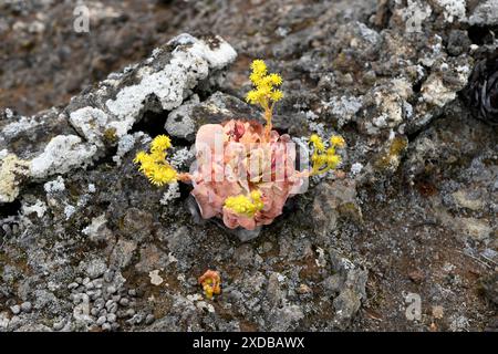 BEA dorada (Greenovia aurea oder Aeonium aureum) ist eine ausdauernde Pflanze, die auf den Kanarischen Inseln mit Ausnahme von Lanzarote und Fuerteventura endemisch ist. Dieses Foto wurde aufgenommen Stockfoto