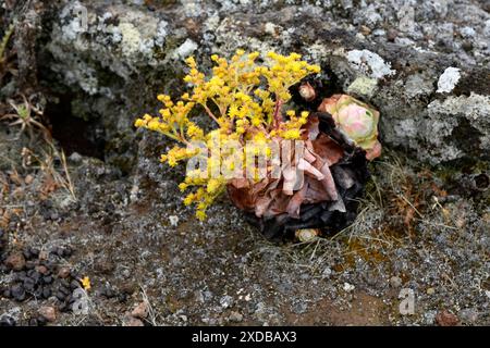 BEA dorada (Greenovia aurea oder Aeonium aureum) ist eine ausdauernde Pflanze, die auf den Kanarischen Inseln mit Ausnahme von Lanzarote und Fuerteventura endemisch ist. Dieses Foto wurde aufgenommen Stockfoto