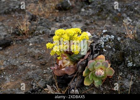 BEA dorada (Greenovia aurea oder Aeonium aureum) ist eine ausdauernde Pflanze, die auf den Kanarischen Inseln mit Ausnahme von Lanzarote und Fuerteventura endemisch ist. Dieses Foto wurde aufgenommen Stockfoto