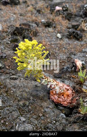 BEA dorada (Greenovia aurea oder Aeonium aureum) ist eine ausdauernde Pflanze, die auf den Kanarischen Inseln mit Ausnahme von Lanzarote und Fuerteventura endemisch ist. Dieses Foto wurde aufgenommen Stockfoto