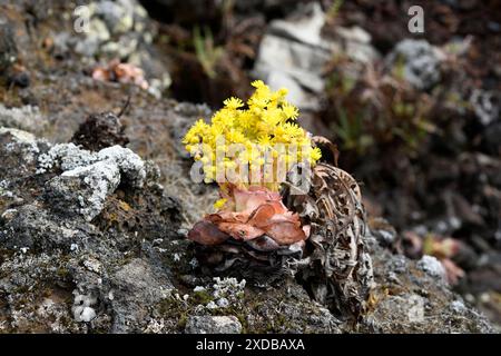 BEA dorada (Greenovia aurea oder Aeonium aureum) ist eine ausdauernde Pflanze, die auf den Kanarischen Inseln mit Ausnahme von Lanzarote und Fuerteventura endemisch ist. Dieses Foto wurde aufgenommen Stockfoto