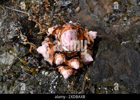 BEA dorada (Greenovia aurea oder Aeonium aureum) ist eine ausdauernde Pflanze, die auf den Kanarischen Inseln mit Ausnahme von Lanzarote und Fuerteventura endemisch ist. Dieses Foto wurde aufgenommen Stockfoto