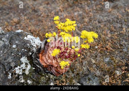 BEA dorada (Greenovia aurea oder Aeonium aureum) ist eine ausdauernde Pflanze, die auf den Kanarischen Inseln mit Ausnahme von Lanzarote und Fuerteventura endemisch ist. Dieses Foto wurde aufgenommen Stockfoto