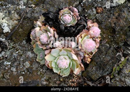 BEA dorada (Greenovia aurea oder Aeonium aureum) ist eine ausdauernde Pflanze, die auf den Kanarischen Inseln mit Ausnahme von Lanzarote und Fuerteventura endemisch ist. Dieses Foto wurde aufgenommen Stockfoto