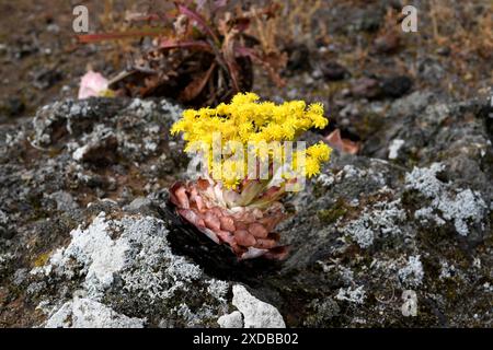 BEA dorada (Greenovia aurea oder Aeonium aureum) ist eine ausdauernde Pflanze, die auf den Kanarischen Inseln mit Ausnahme von Lanzarote und Fuerteventura endemisch ist. Dieses Foto wurde aufgenommen Stockfoto