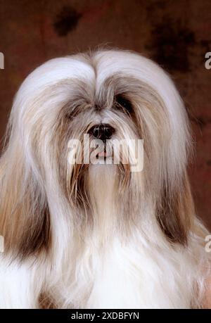 Lhasa Apso HUND - Nahaufnahme des Kopfes Stockfoto