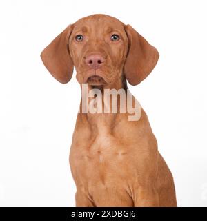 HUND - Ungarische Vizsla Welpe - sitzend, Porträt. 10 Wochen Stockfoto