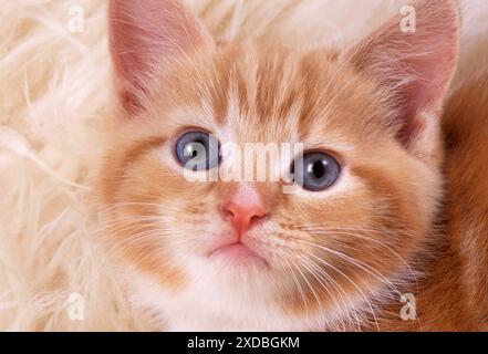 KATZE - Ingwerkätzchen, Nahaufnahme des Gesichts Stockfoto