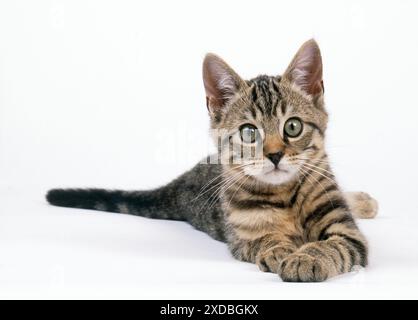 KATZE - Tabby-Kätzchen, liegend Stockfoto