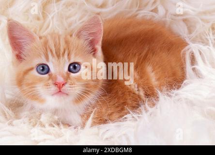 KATZE - Ingwerkätzchen auf Teppich Stockfoto