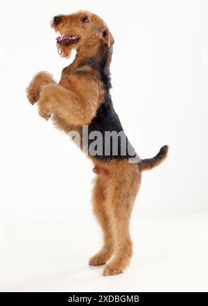 Airedale Terrier Hund - auf Hinterbeinen Stockfoto