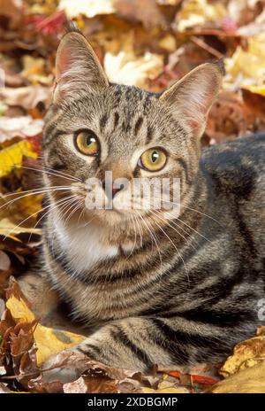 KATZE – Großaufnahme der Tabby-Katze im Herbst Stockfoto
