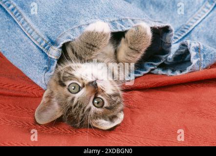 KATZE - Kätzchen liegend auf dem Rücken in Jeans Stockfoto