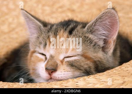 KATZE - Kätzchen schläft in Strohhut Stockfoto