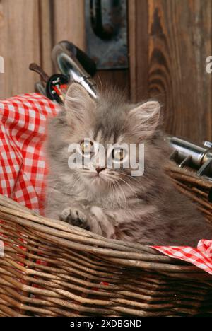 KATZE - Kätzchen im Korb auf dem Fahrrad Stockfoto