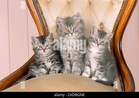 KATZE - drei Kätzchen auf einem Stuhl Stockfoto