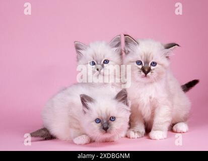 KATZEN – Blaue Tabby, Seal Tabby und Blaue Birman Kätzchen Stockfoto