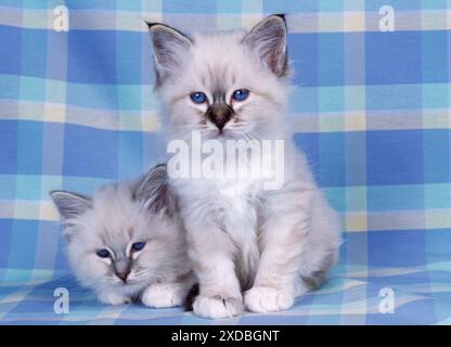 KATZEN - Blaue Tabby und Seal Tabby Birman Kätzchen Stockfoto