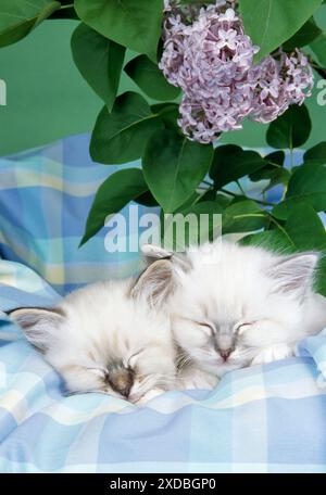 KATZEN - Seal Tabby und Blue Tabby Birman Kätzchen Stockfoto