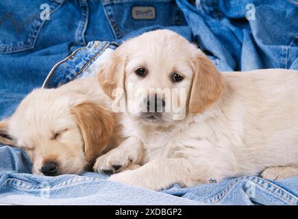 HUND – zwei Golden Retriever Welpen auf Jeans Stockfoto