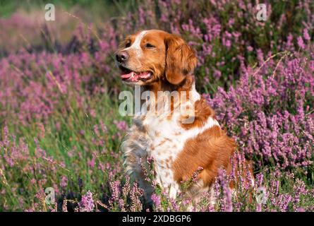 HUND - Bretagne in Heidekraut Stockfoto