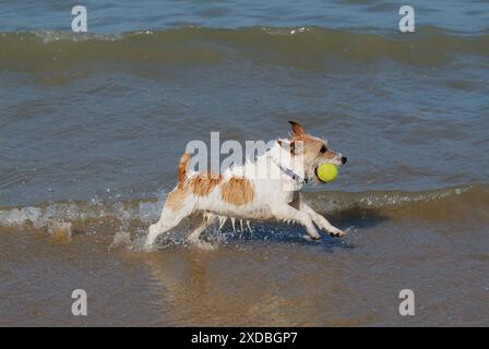 Hund - Jack Russell Terrier spielt mit Ball im Meer Stockfoto