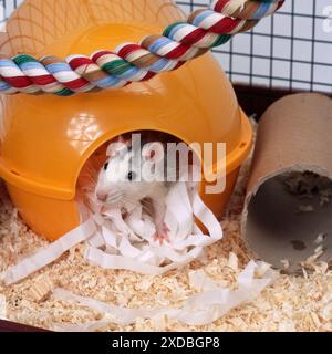 HAUSRATTE - im Bett im Käfig Stockfoto